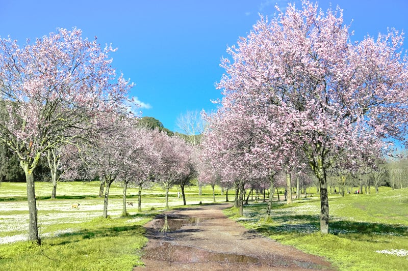 spring cherry blossoms