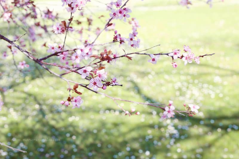 spring blossoms